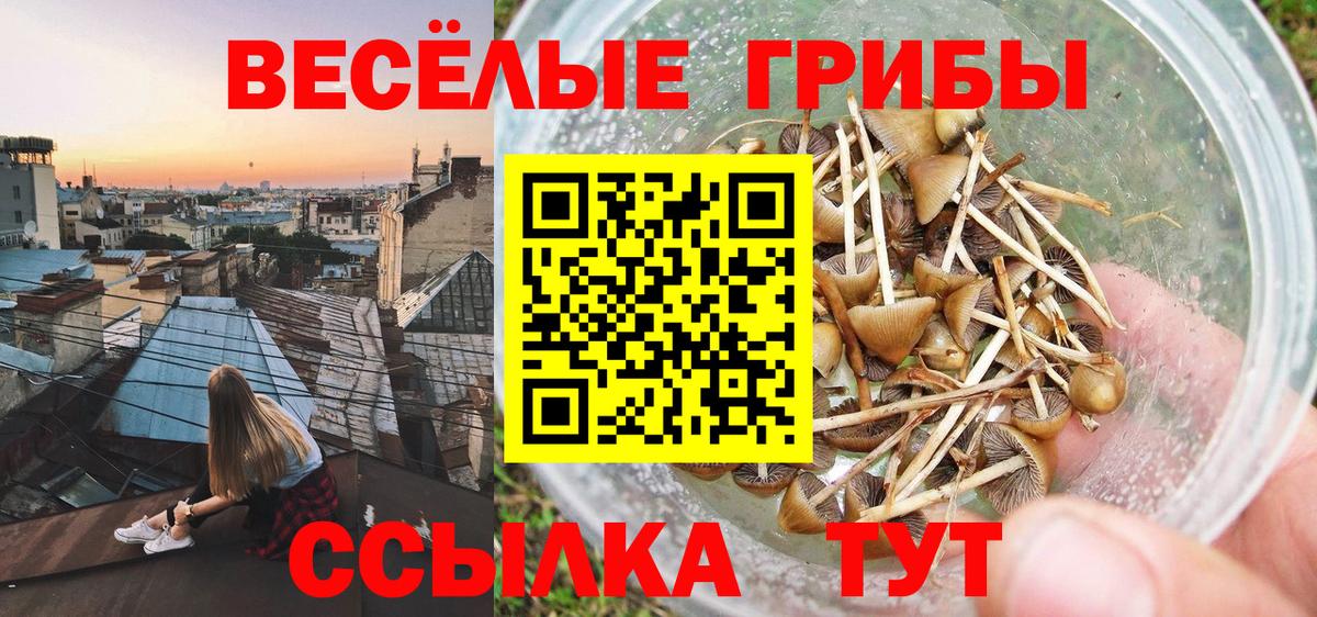 Галлюциногенные грибы Cubensis Ефремов